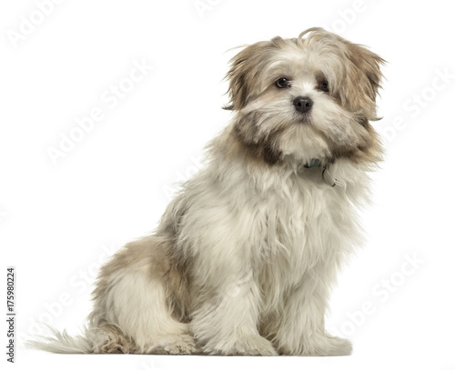 Fotografie Lhasa apso sitting, isolated on white