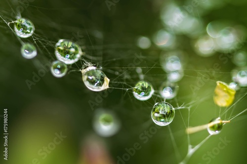 Web of Drops