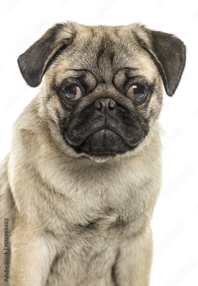 Close-up of a pug sitting, isolated on white