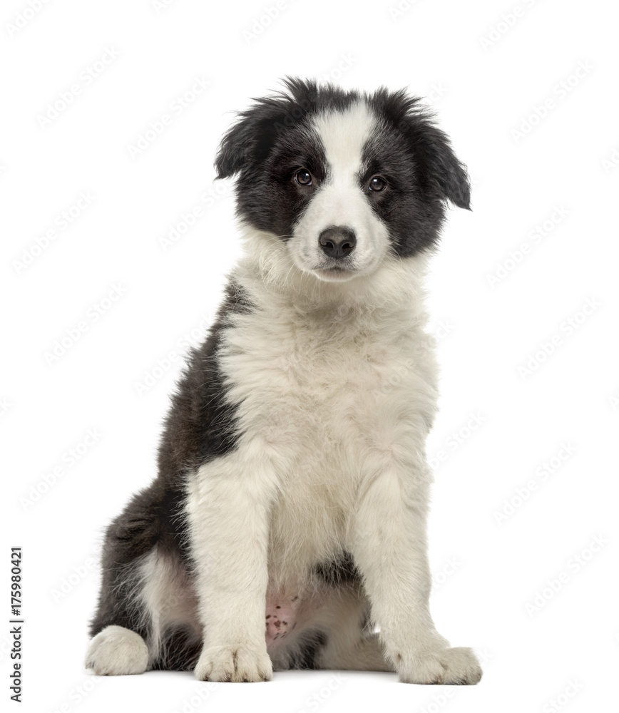 Border collie puppy sitting, isolated on white