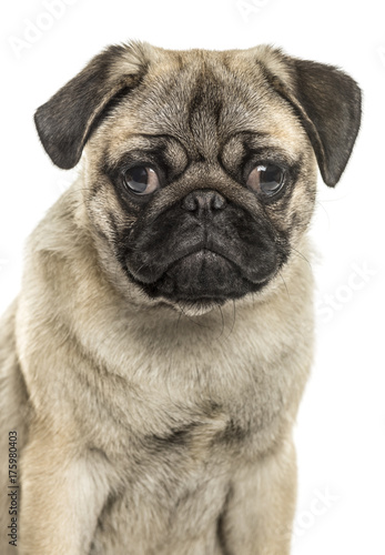 Close-up of a pug sitting, isolated on white
