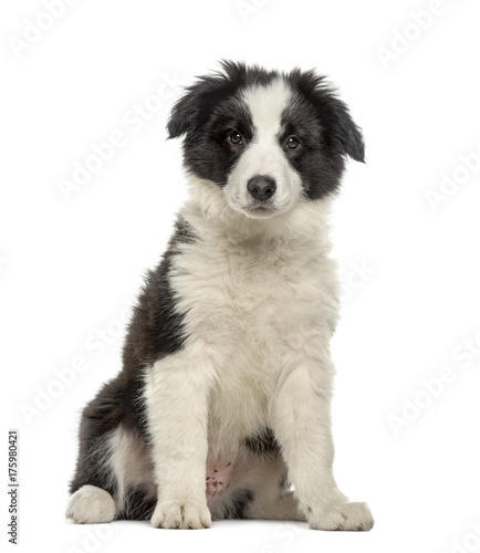 Border collie puppy sitting  isolated on white