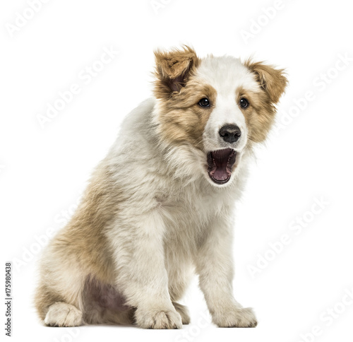 Border collie puppy sitting mouth open, isolated on white