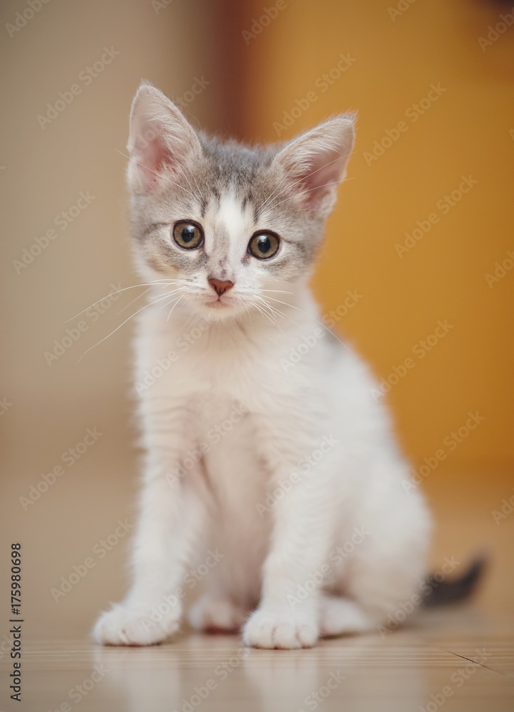 The little kitten of a color, white with spots, sits