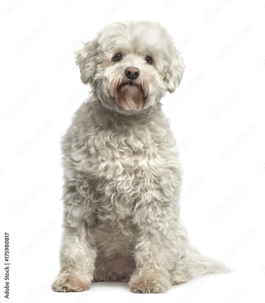 Maltese sitting, isolated on white Maltese sitting, isolated on white