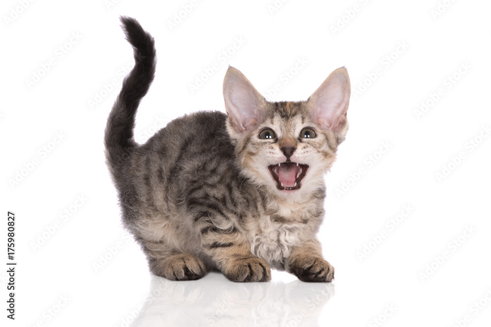 tabby kitten meowing on white background