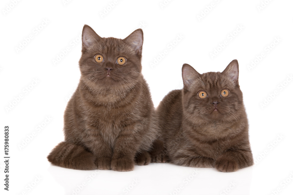 two brown british shorthair kittens