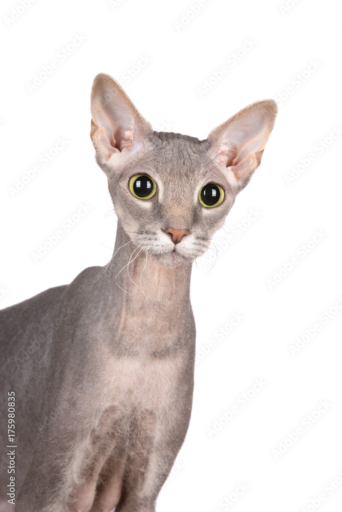 funny portrait of a sphynx  cat