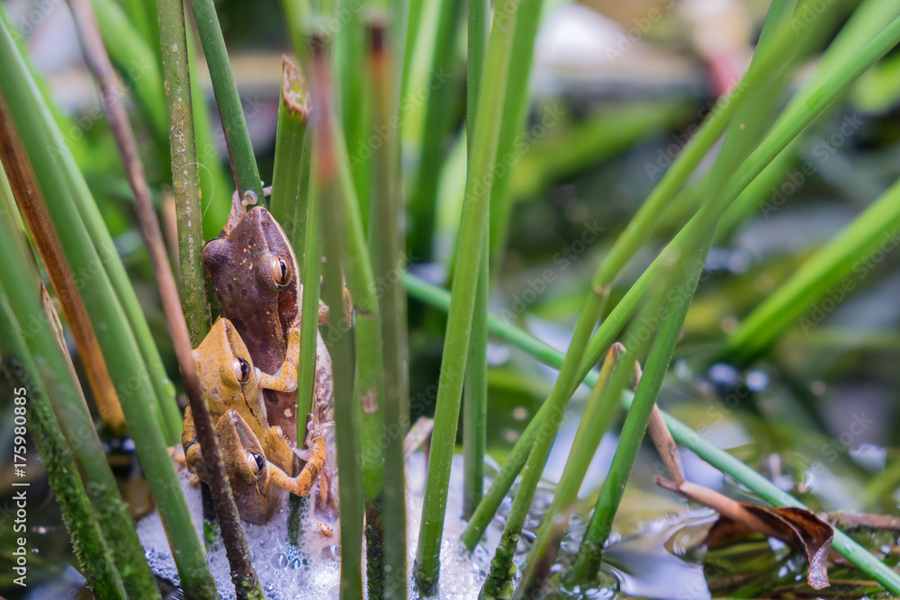 Golden Tree Frog Golden Tree Frog
