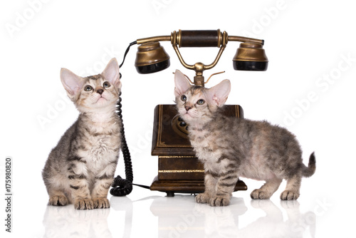 two adorable tabby kittens posing on white photo