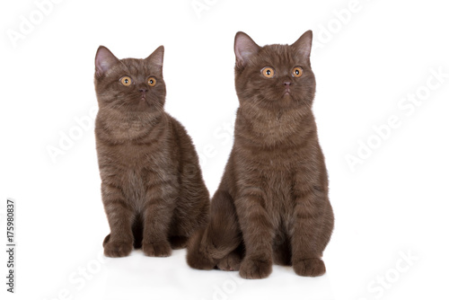 two adorable brown british shorthair kittens posing together