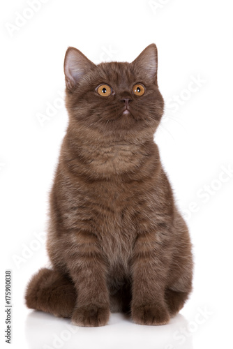 Fototapeta Naklejka Na Ścianę i Meble -  brown british shorthair kitten sitting on white