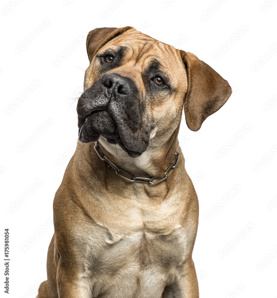 Obraz premium Close-up of a bullmastiff, isolated on white