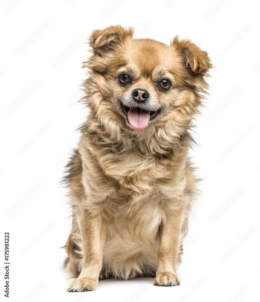 Chihuahua sitting and panting, isolated on white Chihuahua sitting and panting, isolated on white