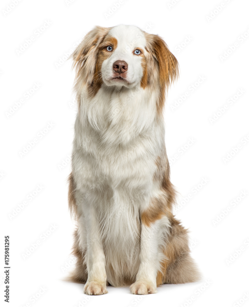 Australian Shepherd sitting, isolated on white