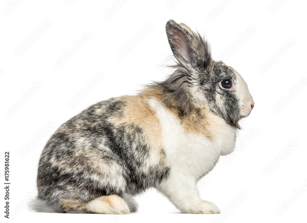 Fototapeta premium Side view of a rabbit, isolated on white