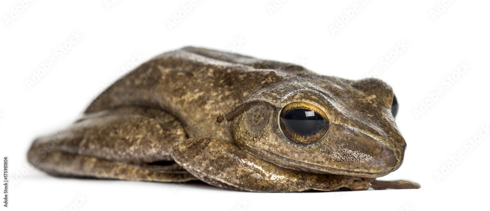 Common frog lying, isolated on white Common frog lying, isolated on white