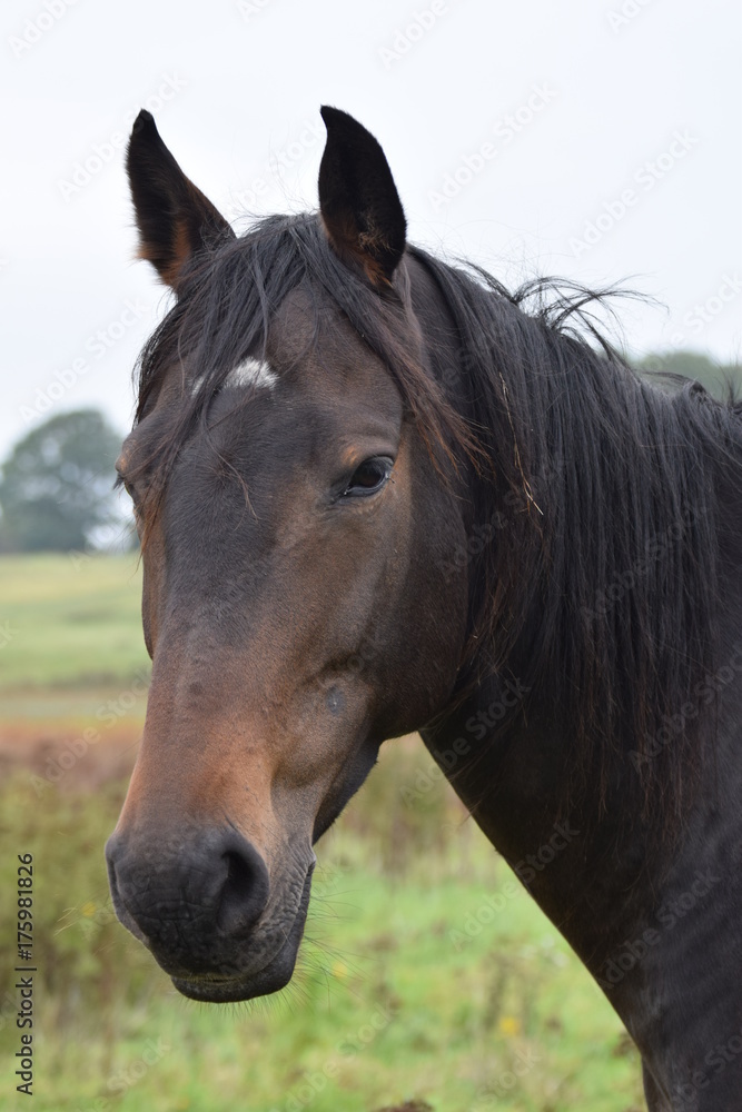 Dark horse animal portrait Dark horse animal portrait