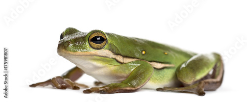 Green frog, isolated on white