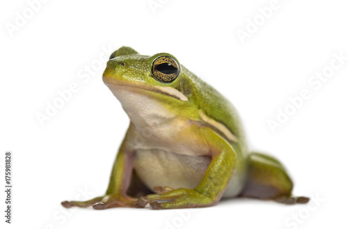 Green frog, isolated on white