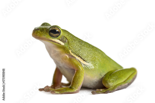 Green frog, isolated on white photo