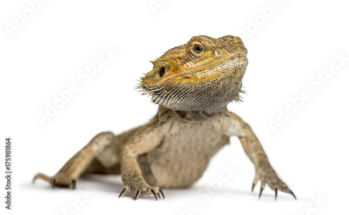 Bearded dragon, isolated on white