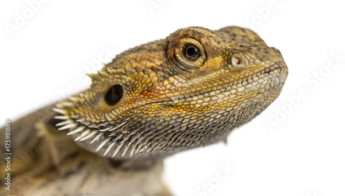 Close-up of a bearded dragon  isolated on white