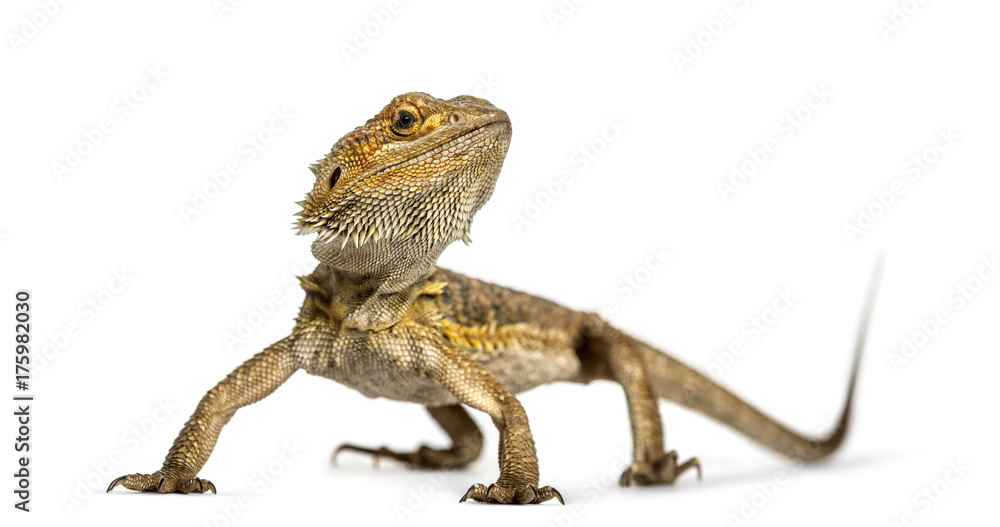 Fototapeta premium Bearded dragon standing, isolated on white