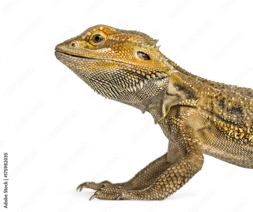 Fototapeta premium Side close-up of a bearded dragon, isolated on white