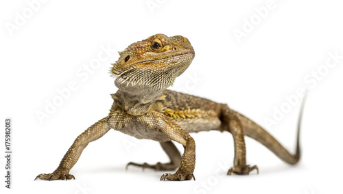 Bearded dragon standing  isolated on white