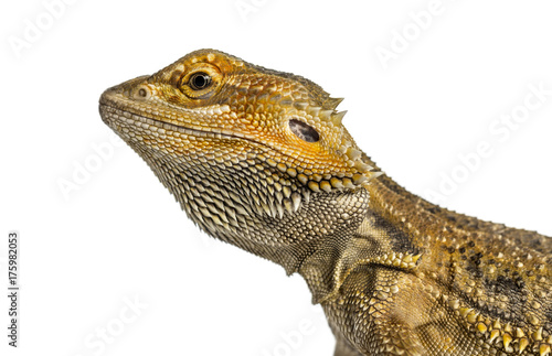 Side close-up of a bearded dragon  isolated on white