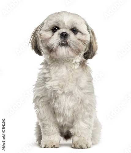 Shih tzu sitting, isolated on white