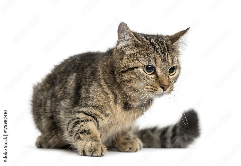 European cat lying, isolated on white European cat lying, isolated on white
