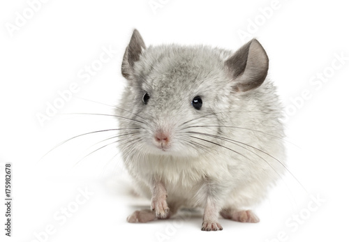 White chinchilla, isolated on white