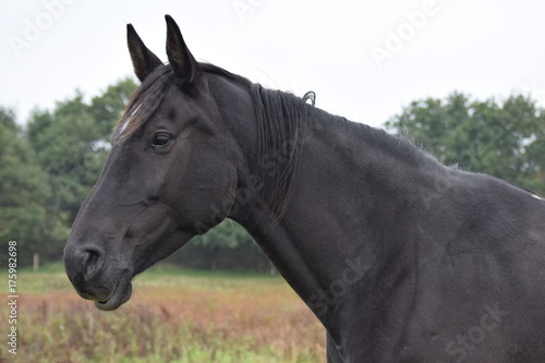 Dark horse animal portrait © Kim de Been