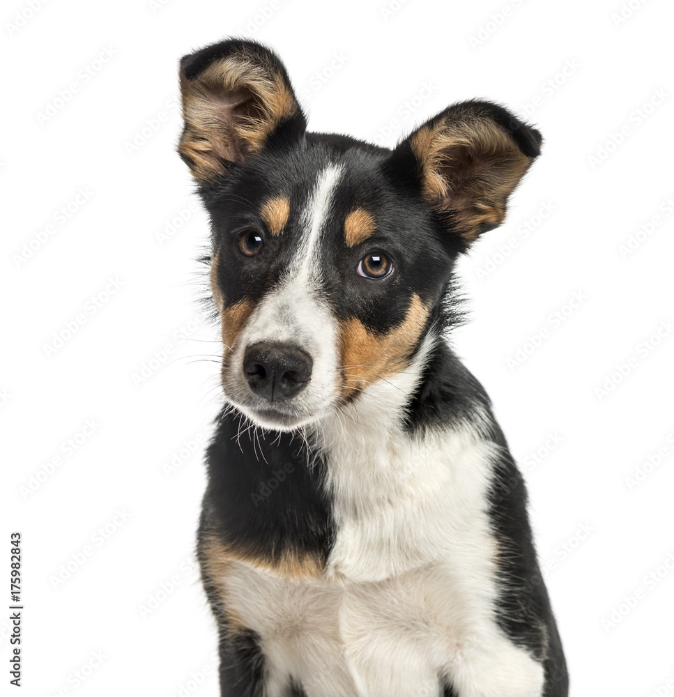 Close-up of a australian shepherd, isolated on white