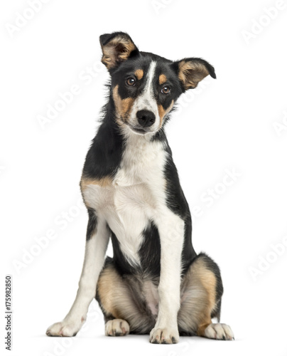 Australian shepherd sitting, isolated on white