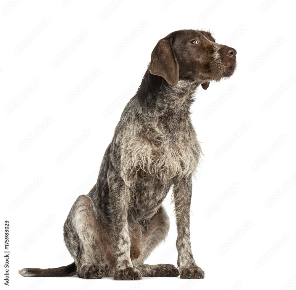 Crossbreed dog looking away, isolated on white