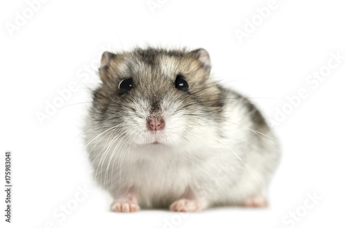 Hamster lying, isolated on white