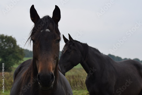 Dark horse animal portrait © Kim de Been