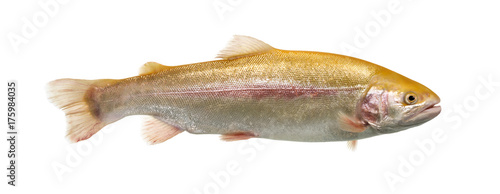 Albinos rainbow trout swimming, isolated on white