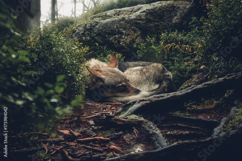 sleeping wolf photo