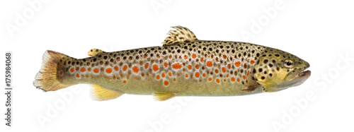 Brown trout swimming, isolated on white