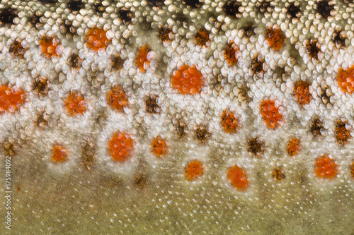 Close-up of brown trout scales