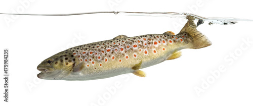 Brown trout swimming under water line, isolated on white