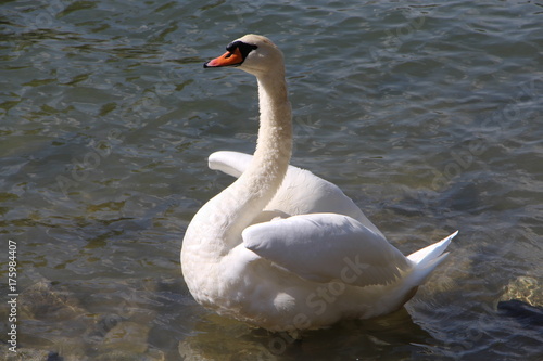 Schwan am Ufer