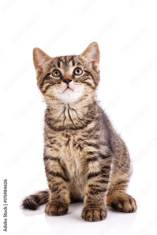Portrait of a cat. Studio photo Portrait of a cat. Studio photo