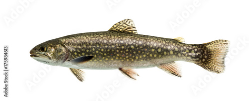 Brook trout swimming, isolated on white