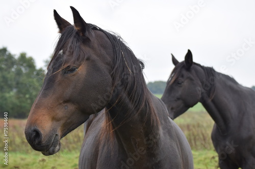 Fototapeta Naklejka Na Ścianę i Meble -  Dark horse animal portrait