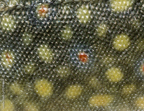 Close-up of brook trout scales